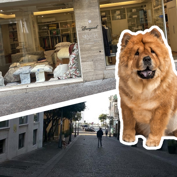  La storia di Filippo, noto anche come “il cane di Gravagnuolo” e simbolo di via Velia